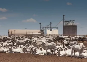 Para João Antônio Fagundes, do Grupo Raça Agro, cenário do mercado do boi favorece investimentos — Foto: Wenderson Araujo/CNA
