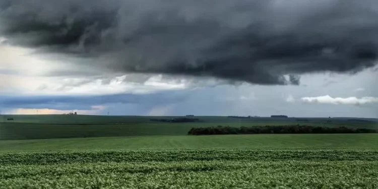 Com um começo de safra lento devido aos impactos da seca, a chegada de chuvas pontuais aos campos gaúchos ajudaram a estabilizar o preço — Foto: José Fernando Ogura/AEN