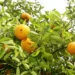 Preço da laranja de mesa sobe com crescimento da demanda