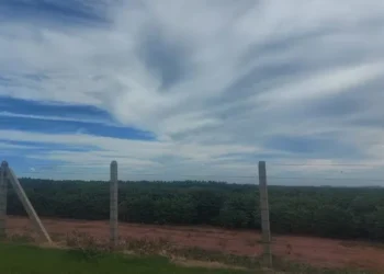 Colheita de soja segue a todo vapor e estimativa de safra recorde se fortalece, segundo Cepea da Esalq em Piracicaba — Foto: Claudia Assencio/g1