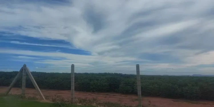 Soja: centro de pesquisas da USP estima safra recorde com produção em alta e mercado aquecido; entenda