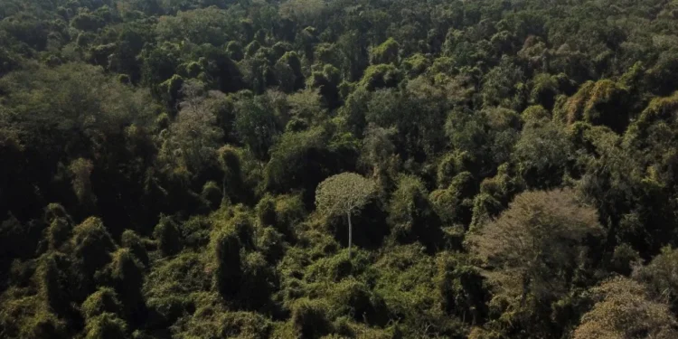 Izabella Teixeira sobre COP30: O mundo virá ao Brasil
