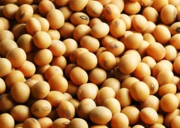 Valor médio do grão no Porto de Paranaguá (PR) foi de R$ 133,05 a saca de 60 kg — Foto: Fundação Solidaridad