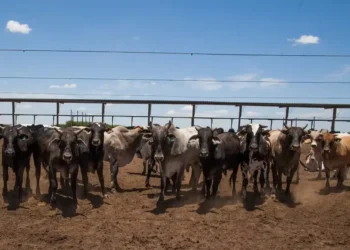 Lotes de boi, principalmente para China e Europa, estão mais escassos — Foto: Wenderson Araujo/CNA