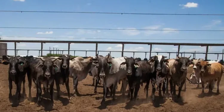 Preço do boi gordo começa a semana com estabilidade e poucos negócios