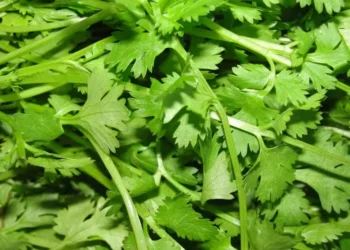 Coentro tem forte aroma — Foto: Creative Commons