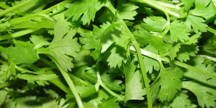 Coentro tem forte aroma — Foto: Creative Commons