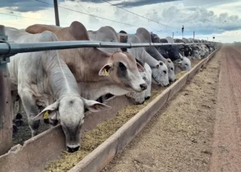 Movimentação do mercado reflete a menor oferta de animais prontos para abate — Foto: José Florentino/Globo Rural