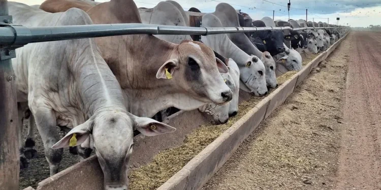 Preço do boi gordo segue estável em São Paulo
