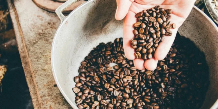 Fundação oferece bolsa para mestrado em café na Itália; conheça