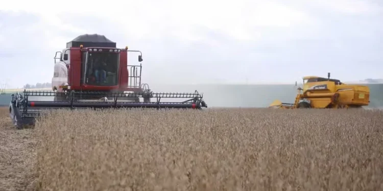 Preço da soja volta a cair no mercado brasileiro