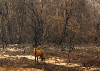 Brasil secando: Pantanal perdeu 61% de superfície de água no ano passado