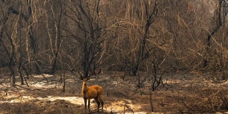 Brasil secando: Pantanal perdeu 61% de superfície de água no ano passado