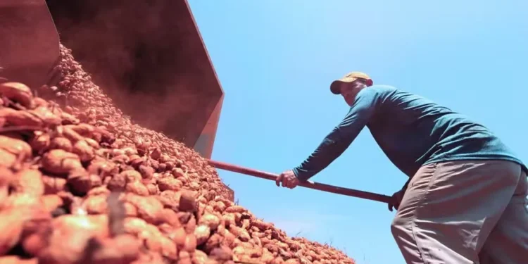 Com preços subindo, amendoim ganha espaço no centro do país