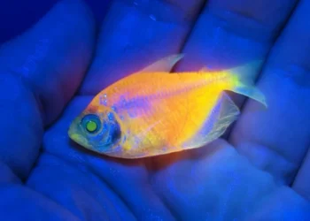 Peixes geneticamente modificados: Ibama apreende mais de 58 mil animais