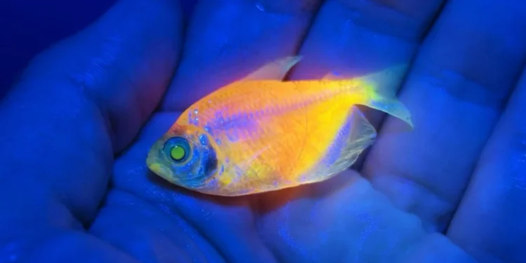 Peixes geneticamente modificados: Ibama apreende mais de 58 mil animais
