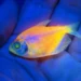 Peixes geneticamente modificados: Ibama apreende mais de 58 mil animais
