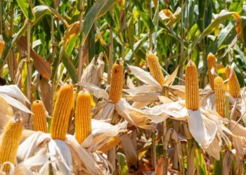 colheita de lavoura de milho em Paulo Bento RS — Foto: Mauricio Tonetto / SecomRS