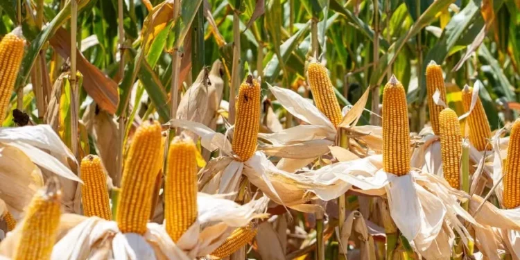 Preço do milho atinge o maior patamar em três anos no Brasil