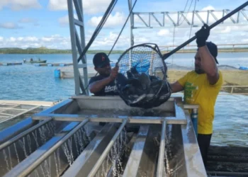 Produção aquícola no Tocantins - Foto: Arquivo Thiago Tardivo file_download