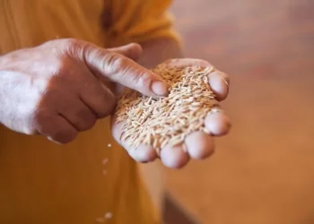 Diante dos fortes recuos de preços, a liquidez no mercado de arroz segue baixa — Foto: Arquivo/Governo do RS