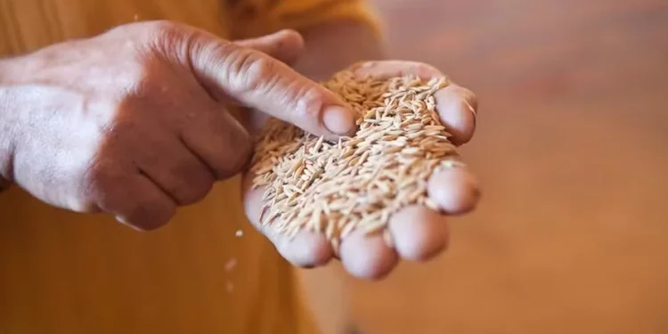 Preço do arroz cai para o menor patamar desde outubro de 2022