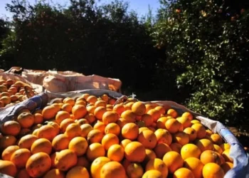 Agentes de mercado apostam em uma safra de laranjas de até 300 milhões de caixas em 2025/26 — Foto: Globo Rural