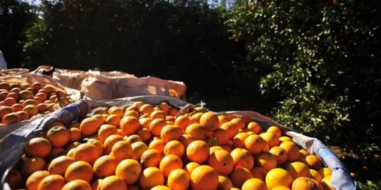 Agentes de mercado apostam em uma safra de laranjas de até 300 milhões de caixas em 2025/26 — Foto: Globo Rural