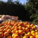 Agentes de mercado apostam em uma safra de laranjas de até 300 milhões de caixas em 2025/26 — Foto: Globo Rural
