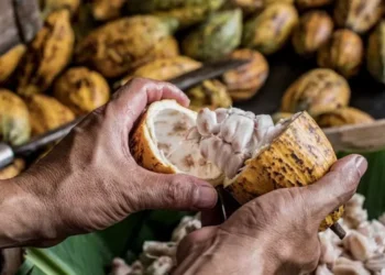 Cacau é fonte de renda para agricultores e proporciona diversos benefícios à saúde — Foto: Canva/ Creative Commoms