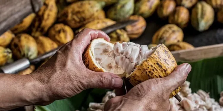 Cacau é fonte de renda para agricultores e proporciona diversos benefícios à saúde — Foto: Canva/ Creative Commoms