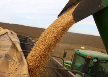Soja carregada em caminhão após colheita em Pergamino, arredores de Buenos Aires, na Argentina • 15/05/2024REUTERS/Matias Baglietto