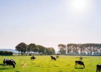 Visita presidencial também incluiu discussões sobre o fortalecimento das exportações brasileiras de produtos de maior valor agregado • Leon Ephraïm/ Unsplash