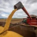 Produtividade da soja cresce e estimativas para a colheita da safra 2024/25 aumentam