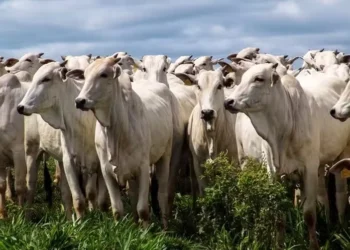 Brasil espera receber a certificação de país livre de febre aftosa sem vacinação — Foto: Thinkstock