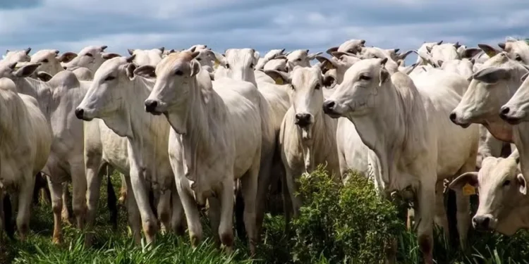 Febre aftosa: doença erradicada no Brasil ainda preocupa outros países