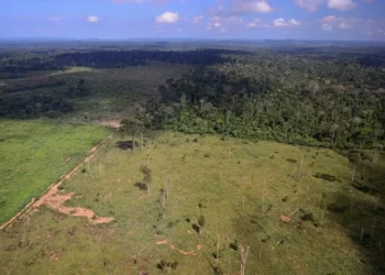 Mais de 90% dos desmatamentos realizados no bioma amazônico são feitos de maneira ilegal — Foto: Vinícius Mendonça/Ibama