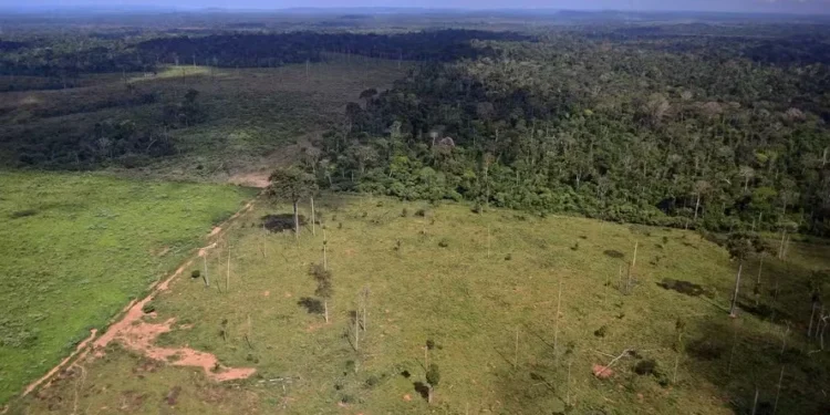 Mais de 90% dos desmatamentos realizados no bioma amazônico são feitos de maneira ilegal — Foto: Vinícius Mendonça/Ibama
