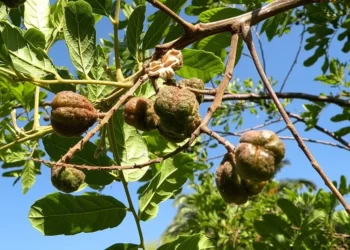 Camboatá é uma das espécies mais tolerantes aos estresses climáticos — Foto: Wikimedia Commons