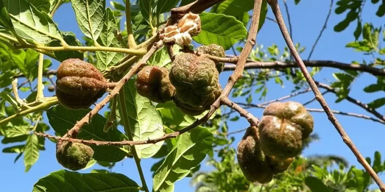 Camboatá é uma das espécies mais tolerantes aos estresses climáticos — Foto: Wikimedia Commons