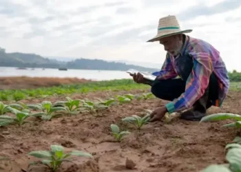 Alguns ensaios clínicos em andamento avaliam se o tabaco pode ser usado para produzir medicamentos contra o HIV e o Ebola — Foto: Getty Images via BBC