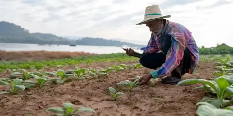 Alguns ensaios clínicos em andamento avaliam se o tabaco pode ser usado para produzir medicamentos contra o HIV e o Ebola — Foto: Getty Images via BBC