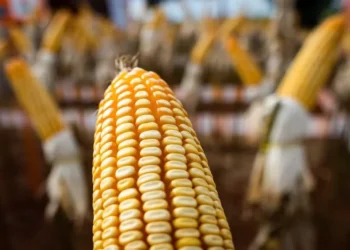 Valores do milho seguem em patamares elevados e acima dos praticados há um ano, em termos nominais — Foto: Wenderson Araújo/CNA