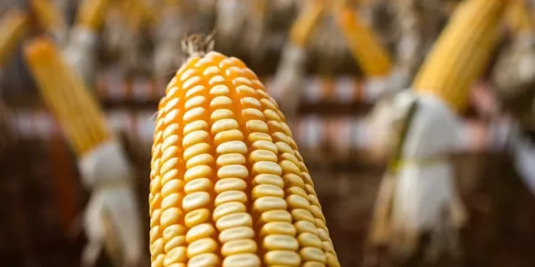 Preço do milho cai, mas valores ainda estão elevados