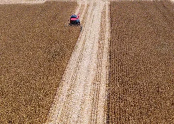Colheita de lavoura de milho em Paulo Bento (RS)/Arquivo — Foto: Mauricio Tonetto / Secom RS