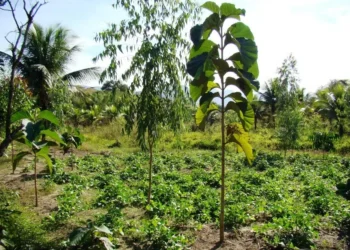 Sistema agroflorestal reúne árvores com lavoura e que representa uma boa opção para a diversificação de renda — Foto: Alexander Resende/Embrapa