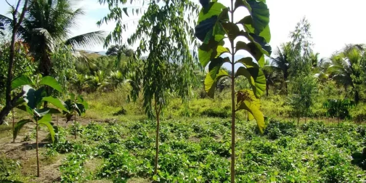 Sistemas agroflorestais são opção de geração de renda para o produtor