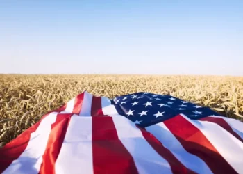 Já as projeções forem confirmadas, lavouras de trigo nos EUA terão a segunda menor área em mais de 100 anos — Foto: Freepik