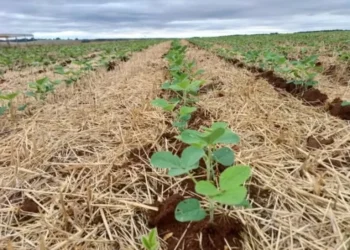 Lavoura de soja no Rio Grande do Sul. Produtores do Estado pedem renegociação de dívidas — Foto: Emater-RS/Divulgação