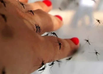 Quantidade de mosquitos e muriçocas em Miracema aborrece moradores